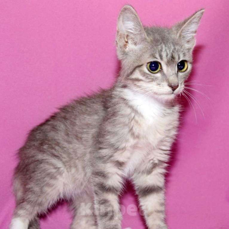 Кошки в Москве: Воробушек живёт без света взаперти Мальчик, Бесплатно - фото 3