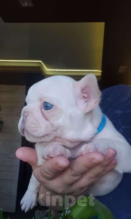 Собаки в Москве: Мальчик Лилак Платинум Мальчик, 80 000 руб. - фото 2