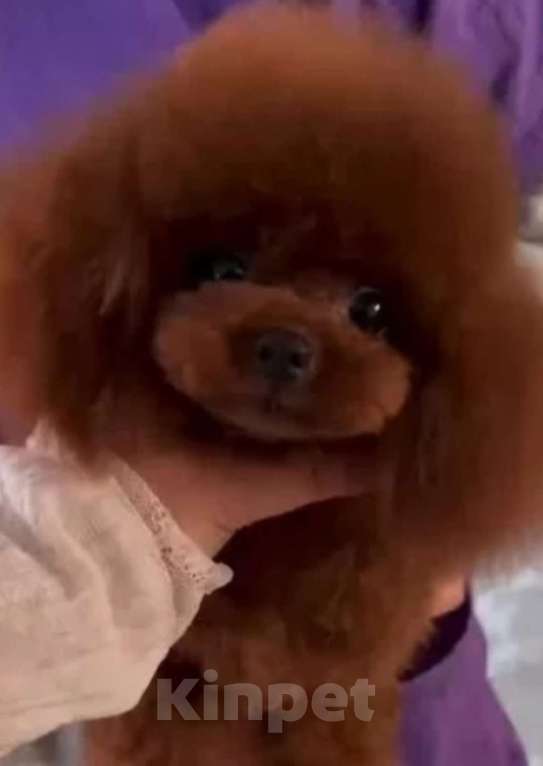 Собаки в Новосибирске: Той Пудель теди тикап Мальчик, 120 000 руб. - фото 2