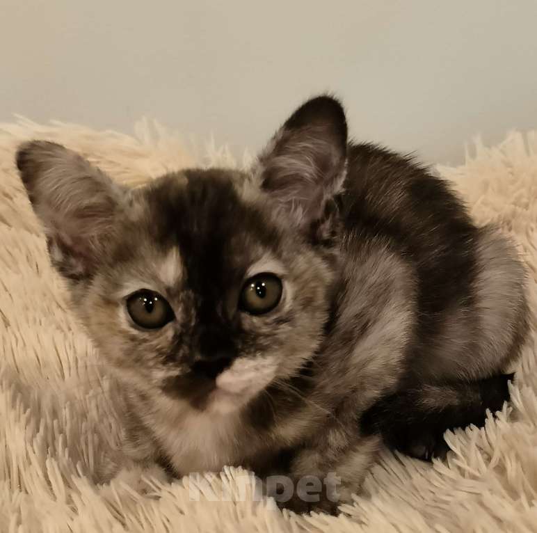 Кошки в Краснодаре: Соболинная черепаха Девочка, 250 000 руб. - фото 2