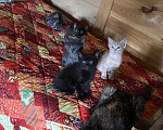 Кошки в Сочи: Котёнок  Девочка, Бесплатно - фото 2