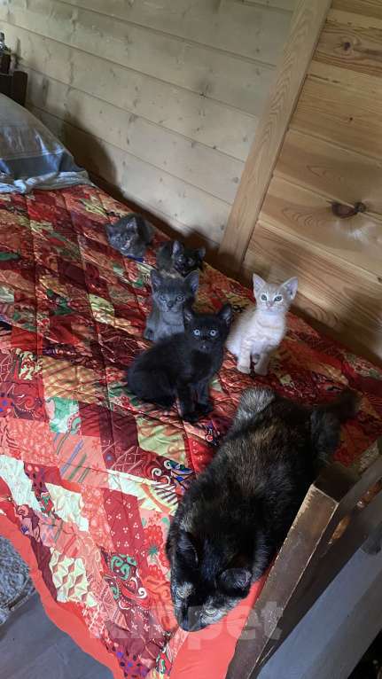 Кошки в Сочи: Котёнок  Девочка, Бесплатно - фото 2