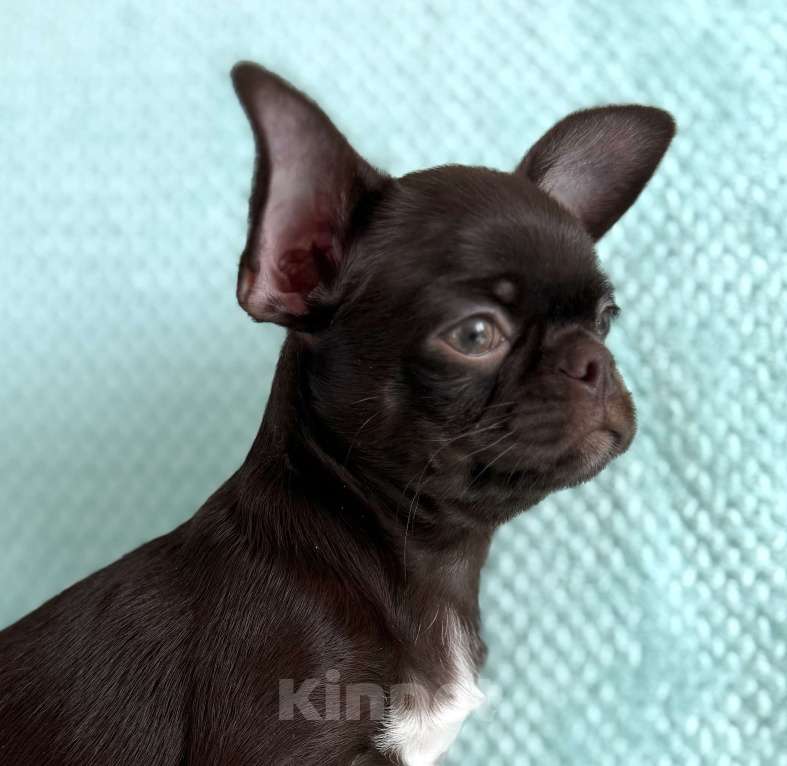 Собаки в Ижевске: Щенок чихуахуа Мальчик, 38 000 руб. - фото 1