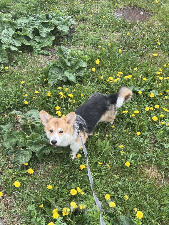 Собаки в Екатеринбурге: Вельш корги пемброк триколор Мальчик, 30 000 руб. - фото 4