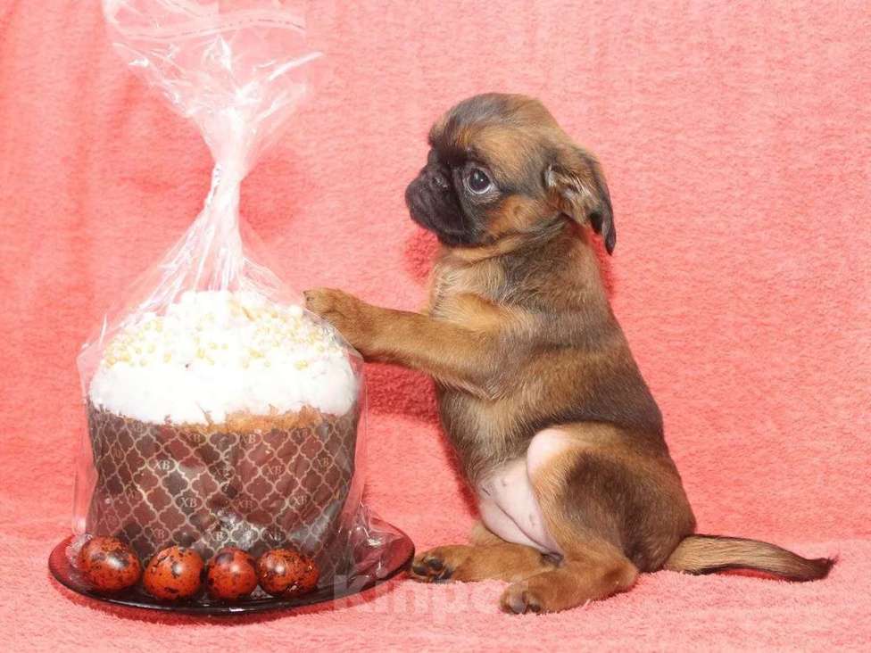 Собаки в Санкт-Петербурге: Улыбка Девочка, 80 000 руб. - фото 2