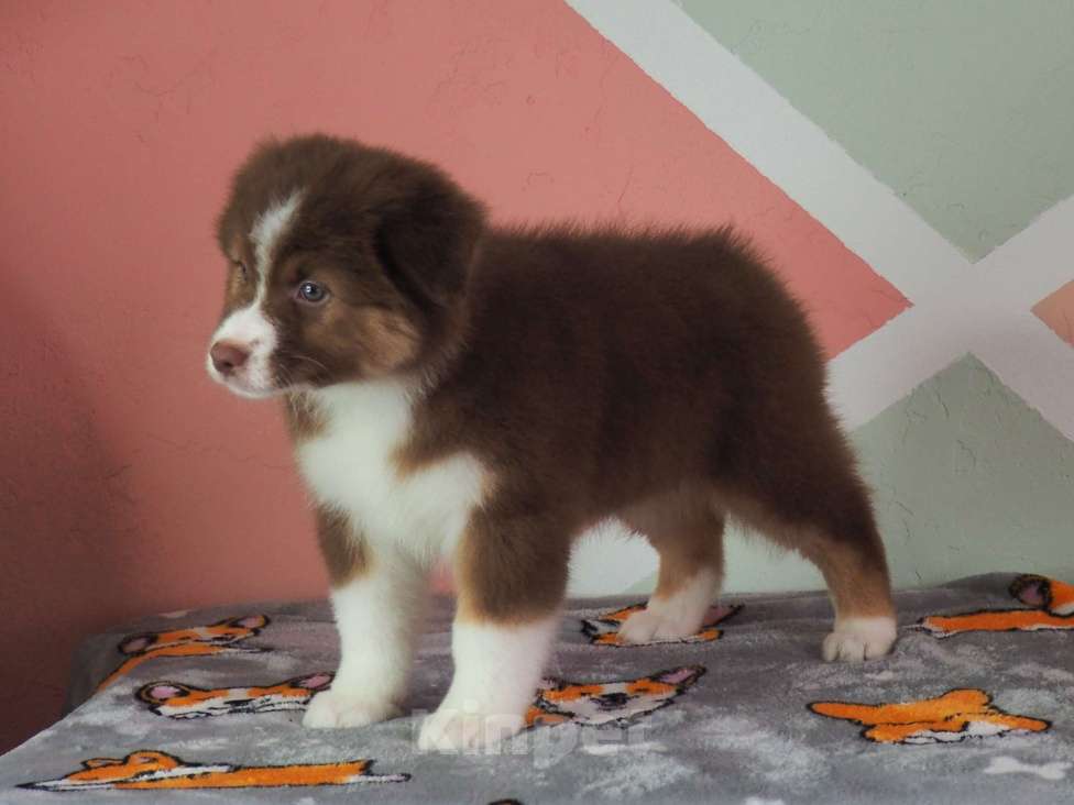 Собаки в Липецке: Щенки австралийской овчарки РКФ Девочка, Бесплатно - фото 4