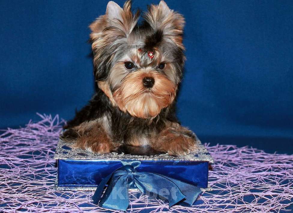 Собаки в Москве: Мальчик Йорк от чемпионов. Мальчик, 70 000 руб. - фото 8