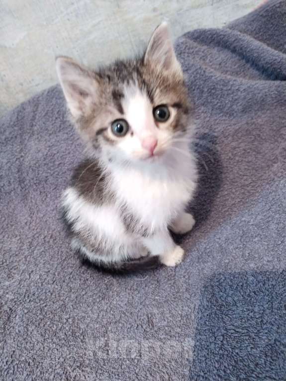 Кошки в Самаре: Котик пятнистый Мальчик, Бесплатно - фото 5