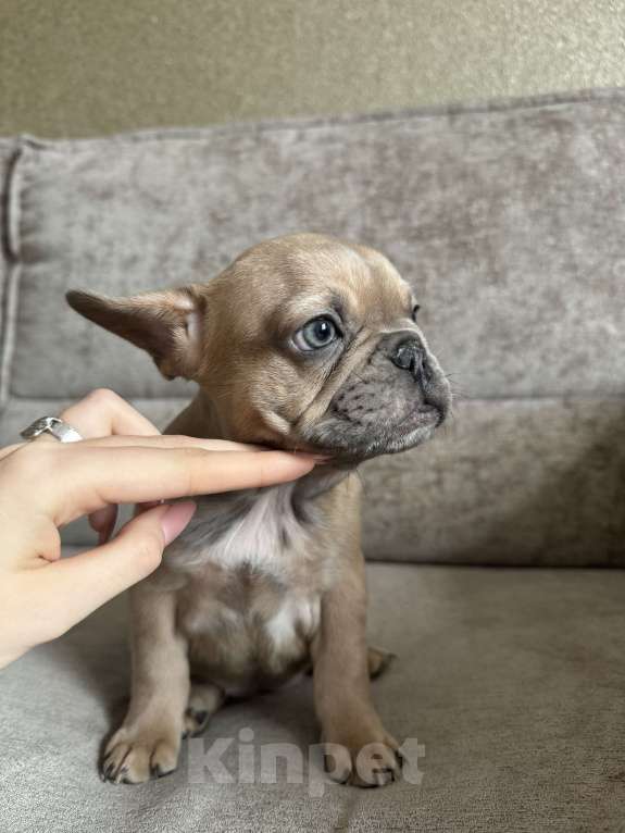 Собаки в Москве: Французский бульдог щенок  Девочка, 70 000 руб. - фото 2