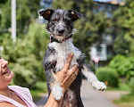 Собаки в Москве: Ищем дом - чудо Мане весом -8 кг Девочка, Бесплатно - фото 6