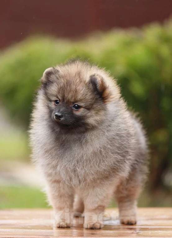 Собаки в Москве: Щенки немецкого миниатюрного  шпица Мальчик, 30 000 руб. - фото 10
