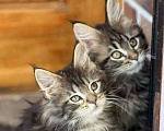 Кошки в Самаре: Котята мейн-кун Девочка, 15 000 руб. - фото 2
