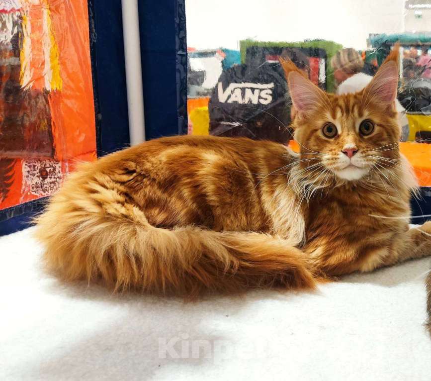 Кошки в Москве: Котята Мейн-кун Мальчик, 40 000 руб. - фото 1