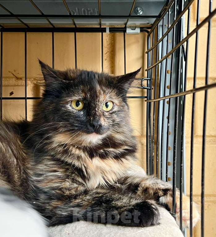 Кошки в Москве: Чудесная мохнатая кошечка Маковка в добрые руки Девочка, Бесплатно - фото 4