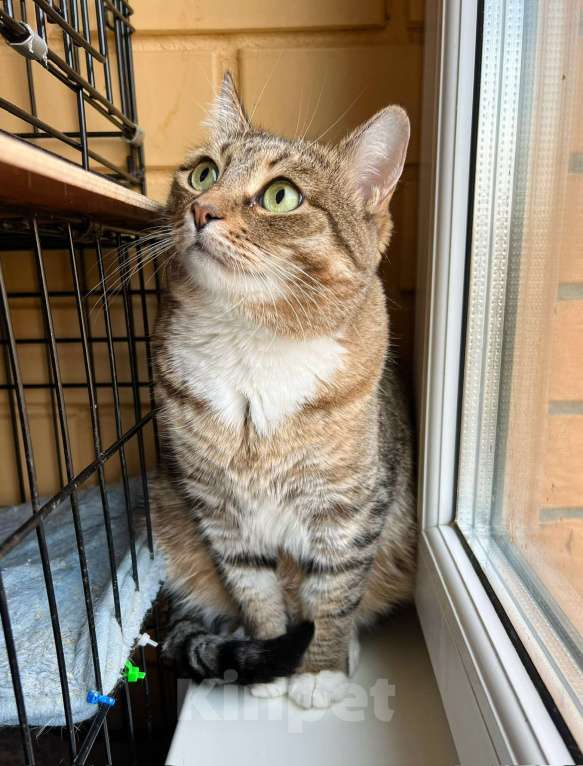 Кошки в Москве: Осторожная девочка Тутси в дар добрым людям Девочка, Бесплатно - фото 2