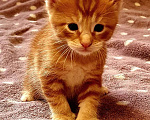 Кошки в Хабаровске: Котята «Мейн -кун» ищут родителей Мальчик, 15 000 руб. - фото 6
