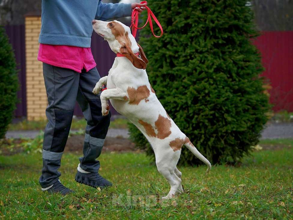 Собаки в Александрове: Щенки Испанской гончей  Девочка, 25 000 руб. - фото 9