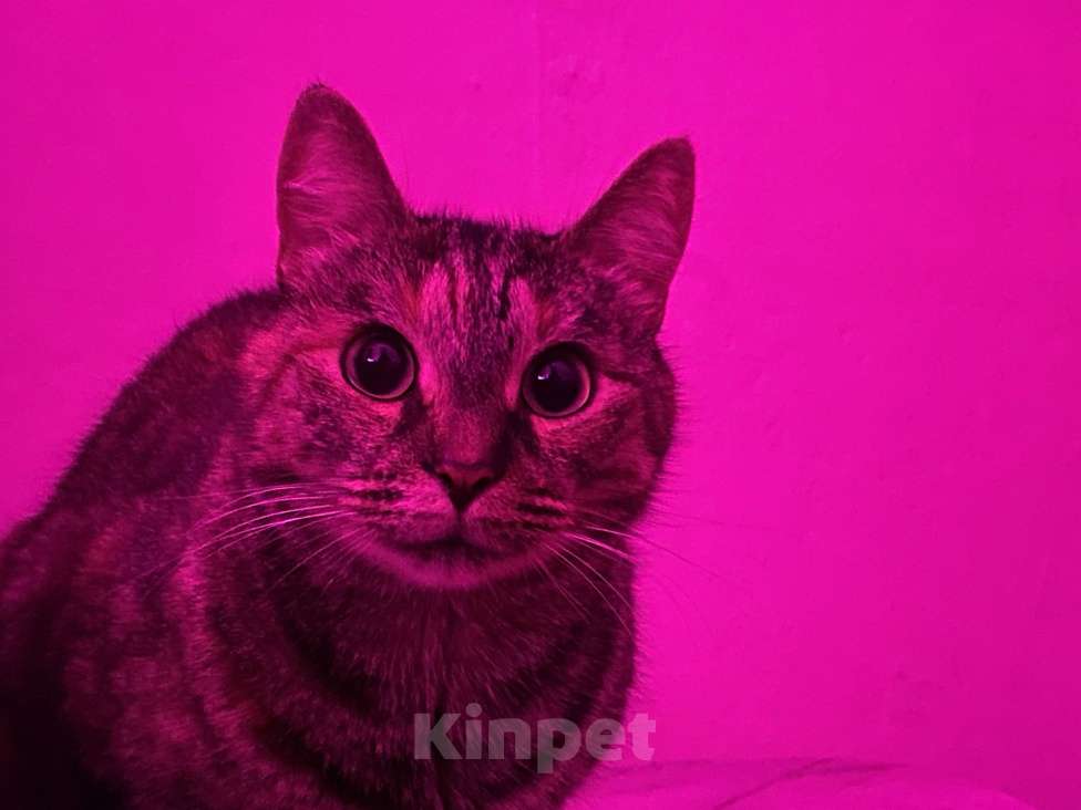 Кошки в Санкт-Петербурге: Кошка в добрые руки Девочка, Бесплатно - фото 8