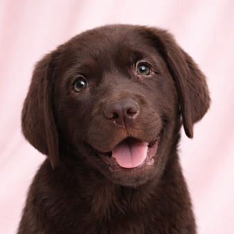 Щенки лабрадора ретривера 