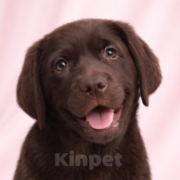 Собаки в Санкт-Петербурге: Щенки лабрадора ретривера  Девочка, Бесплатно - фото 1