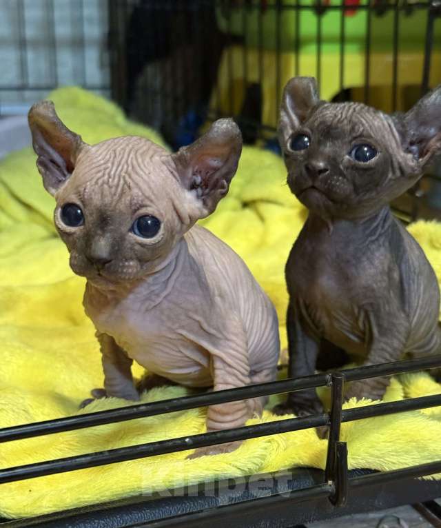 Кошки в других городах Волгоградской области: Маленькое солнышко  Мальчик, 50 000 руб. - фото 3