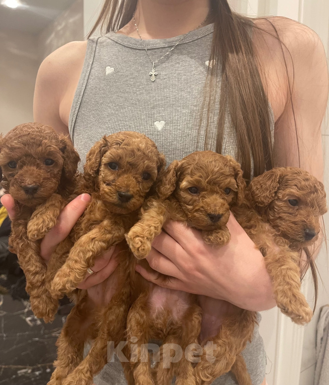 Собаки в Казани: Той пудель щенок Разнополые, 150 000 руб. - фото 1
