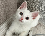 Кошки в Москве: Котенок девочка Девочка, Бесплатно - фото 1