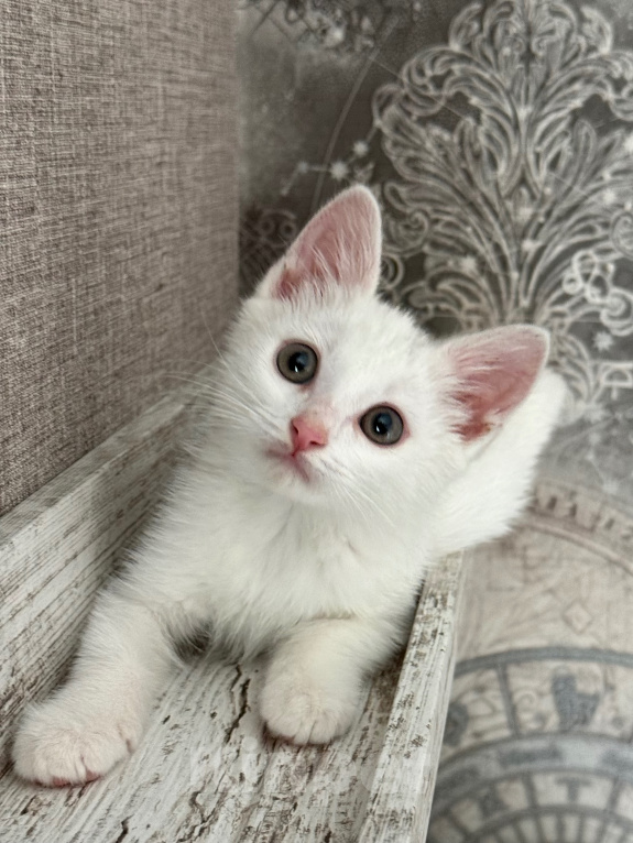 Кошки в Москве: Котенок девочка Девочка, Бесплатно - фото 1