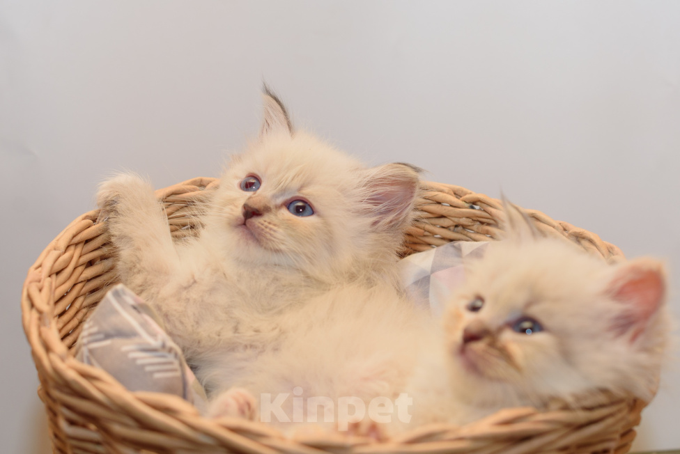 Кошки в Санкт-Петербурге: Вязка невский маскарадный кот Мальчик, 25 000 руб. - фото 9
