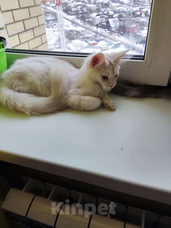 Кошки в Щелково: Снежинка Девочка, 25 000 руб. - фото 2