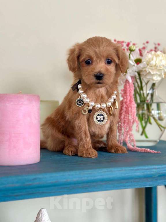 Собаки в Москве: Мальтипу мини f1 Мальчик, 65 000 руб. - фото 5