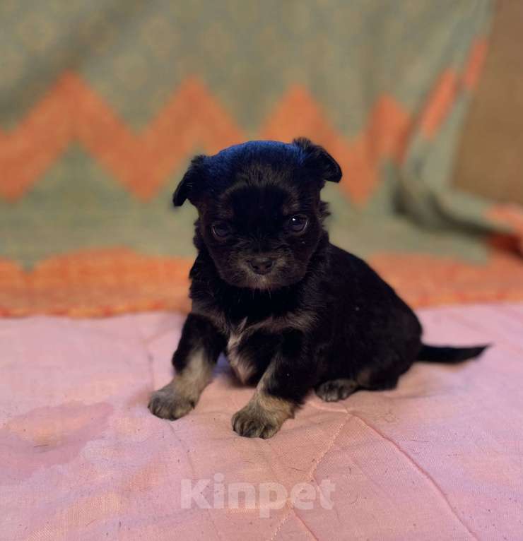 Собаки в Санкт-Петербурге: Очаровательная девочка чихуахуа  Девочка, 35 000 руб. - фото 1