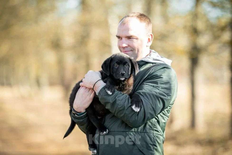 Собаки в Москве: Миша ищет дом  Мальчик, Бесплатно - фото 3