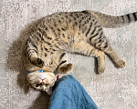 Кошки в Каспийске: Котик Тигра ищет дом Мальчик, Бесплатно - фото 5