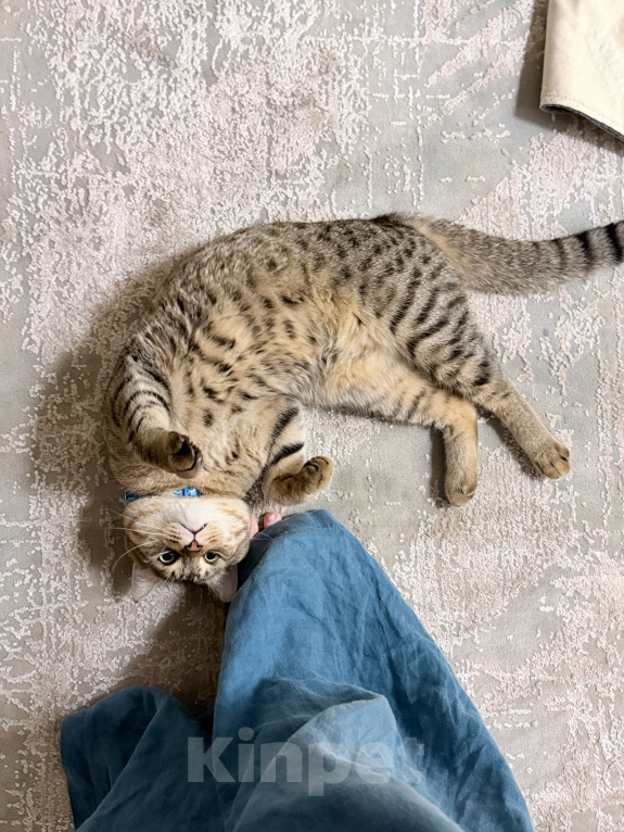 Кошки в Каспийске: Котик Тигра ищет дом Мальчик, Бесплатно - фото 5
