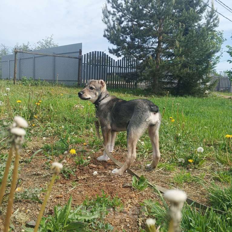 Собаки в Москве: Мини собака в добрые руки.  Девочка, 1 руб. - фото 7