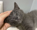 Кошки в Рязани: Дымчатый котенок, мальчик Мальчик, Бесплатно - фото 4