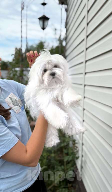 Собаки в Москве: Мальчик 5 месяцев Мальтийская болонка  Мальчик, 100 000 руб. - фото 3