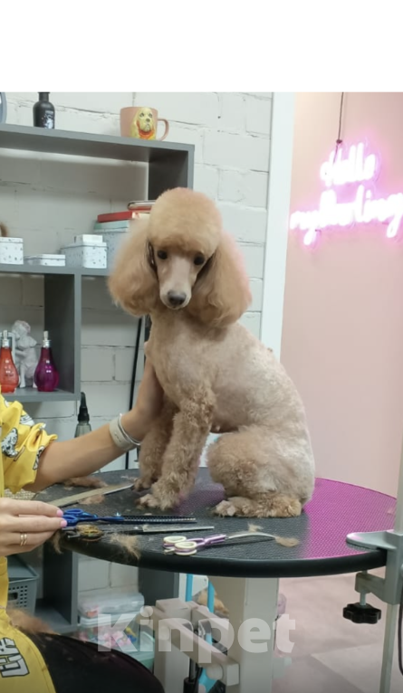 Собаки в Москве: Щенки Карликового пуделя Мальчик, 65 000 руб. - фото 8