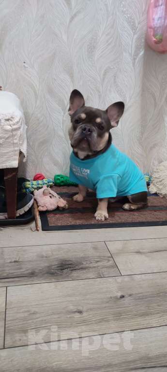 Собаки в Химках: Французский бульдог  Мальчик, 50 000 руб. - фото 2