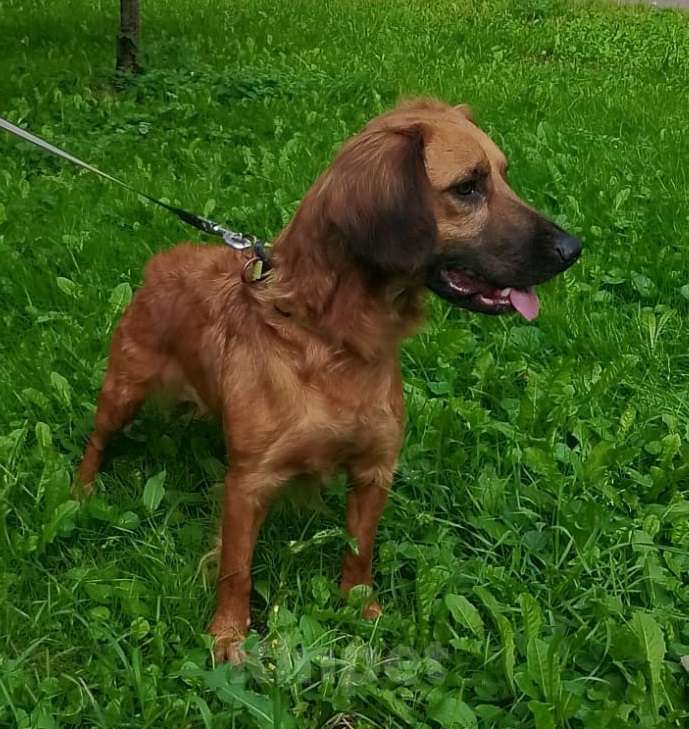 Собаки в Москве: Рыжий щенок в дар Мальчик, Бесплатно - фото 6