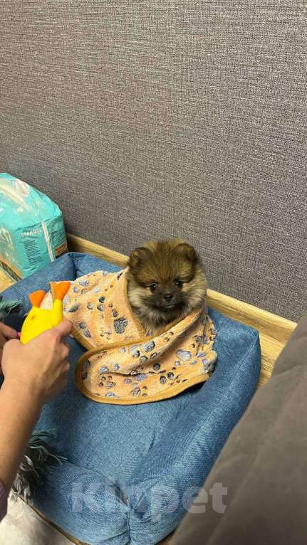 Собаки в Тольятти: Продам щенка померанский шпиц девочка 2 месяца абсолютно здорова пишите расскажу подробнее Девочка, Бесплатно - фото 3