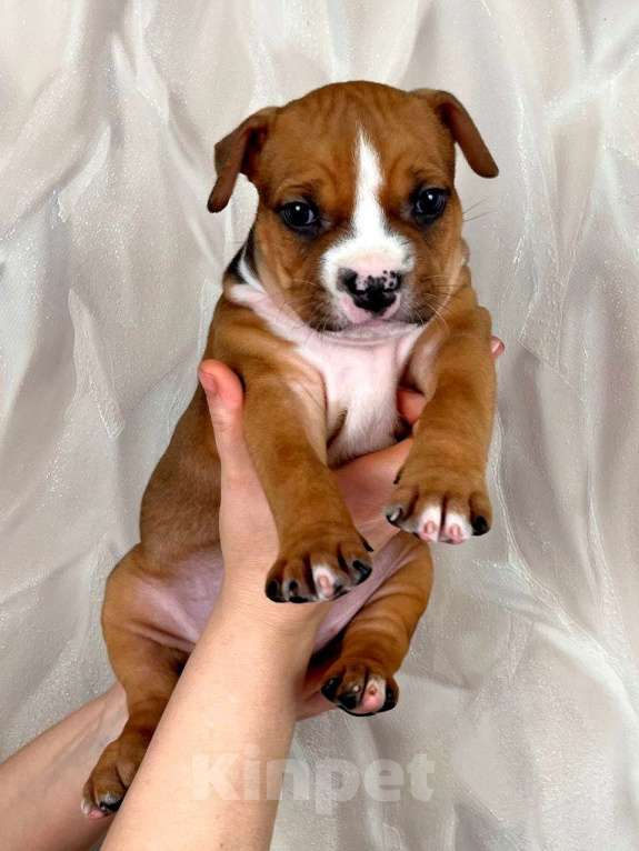 Собаки в Москве: Очаровательная малышка амстаффа  Девочка, 35 000 руб. - фото 3