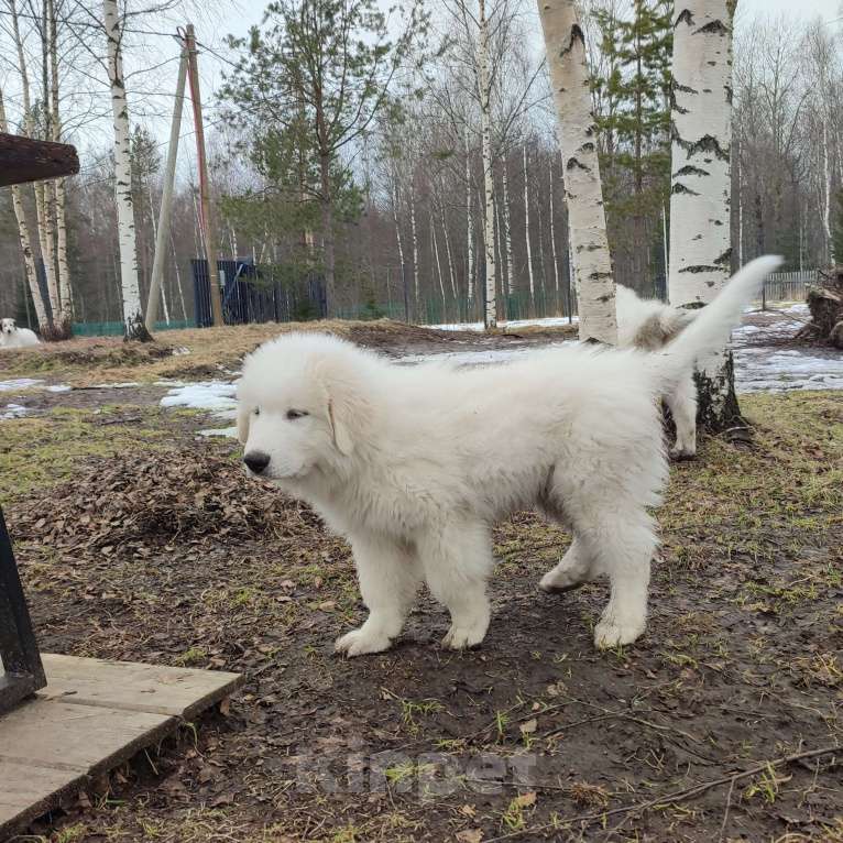 Собаки в других городах Ленинградской области: Харди пиренейская горная собака  Мальчик, 100 000 руб. - фото 2