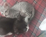 Кошки в Казани: Котенок черный Мальчик, Бесплатно - фото 1