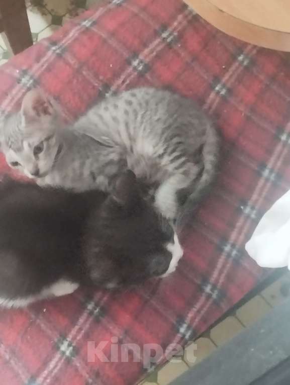 Кошки в Казани: Котенок черный Мальчик, Бесплатно - фото 1