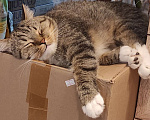 Кошки в Всеволожске: Пропал кот СНТ Трублит Мальчик, Бесплатно - фото 3