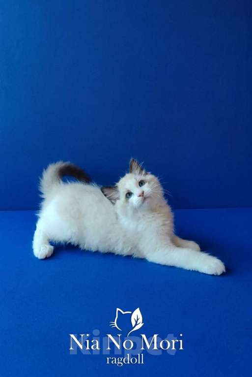 Кошки в Москве: Котёнок породы Рэгдолл - Brain Мальчик, 65 000 руб. - фото 8