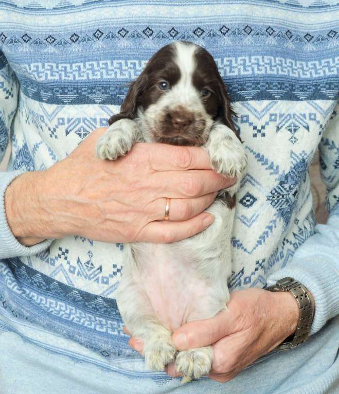 Собаки в Переславле-Залесском: Английского кокера щенок Девочка, Бесплатно - фото 2