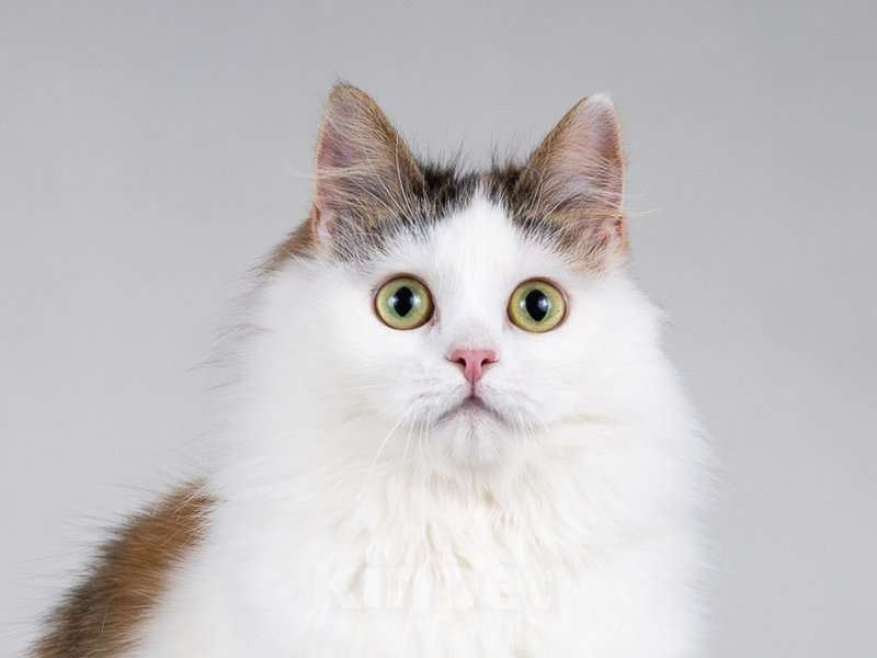 Кошки в Москве: Ласковая Зая, котёнок-подросток, девочка, трёхцветка.  Девочка, Бесплатно - фото 7